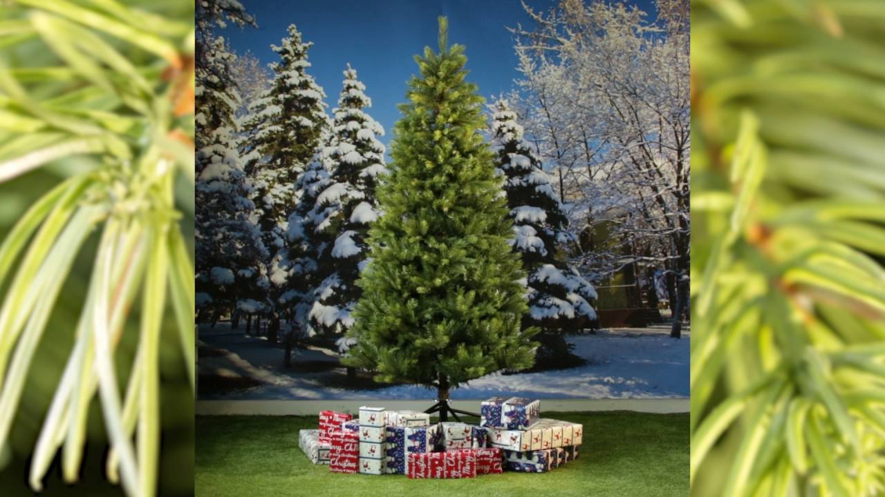 Puleo Kensington Fir Slim YouTube puleo-kensington-fir-slim-youtube