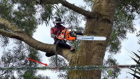 Cưa cây tràm ngây đường dây điện thợ cưa cắt nhánh làm đứt luôn dây điện.