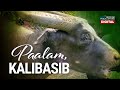 GMA News Feed: Paalam, tamaraw Kalibasib