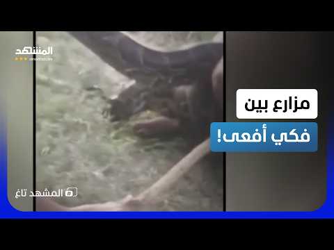 عمال ينقذون مزارعا من عصرة ثعبان..نجا من الموت بأعجوبة! – المشهد تاغ