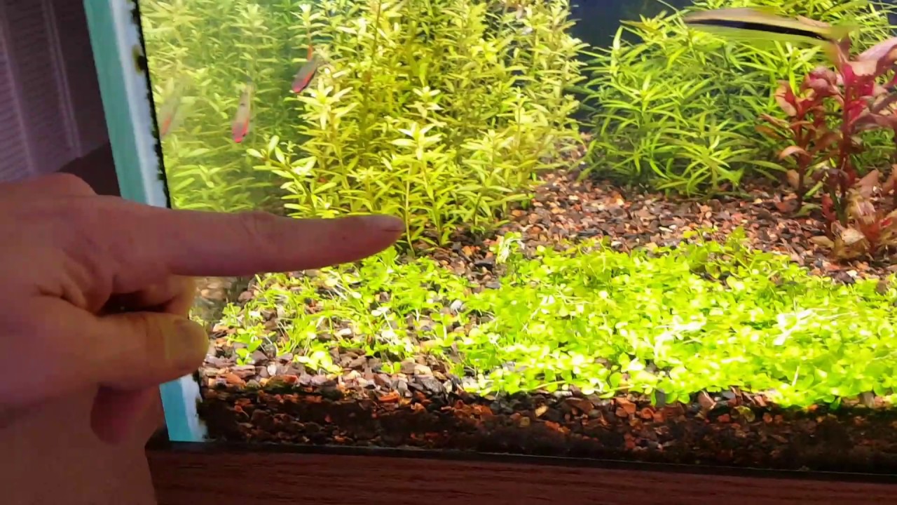 Planted Tank Starting from scratch 5 YouTube