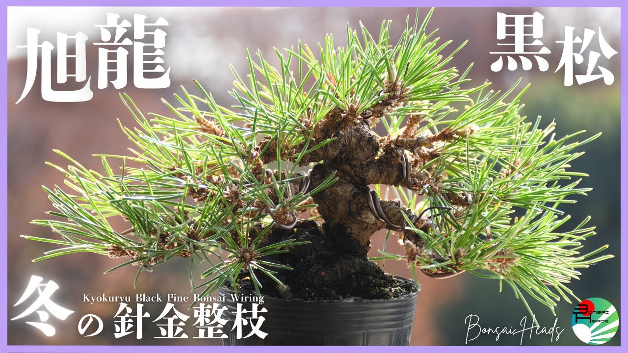 旭龍黒松の枝を丁寧に整える｜冬前の針金かけで樹形を美しく　Shaping a Black Pine: Winter Wiring & Branch Bending for a Natural Look