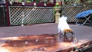 More Whisper puddle fun! by Narelle Robinson 10 views 9 years ago 3 minutes, 34 seconds