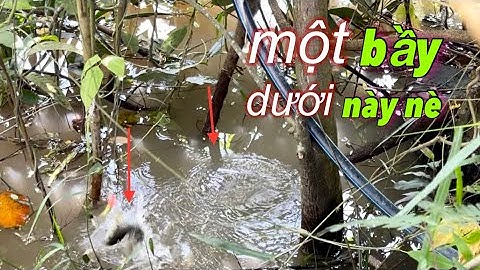 Tập 358 - Câu Ké Mà Liên Tục Trúng Ụ, Cá Ăn Liên Tục Giựt Đã Tay | Câu Cá Rô Đồng | MQTG