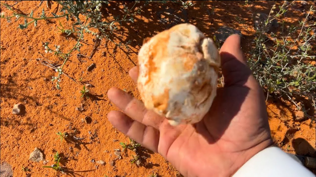 ام رقيبة - الصمان ربيع خيال