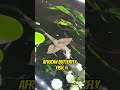 Top 5 Coolest Freshwater Aquarium Fish