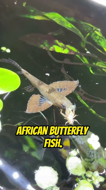 Top 5 Coolest Freshwater Aquarium Fish