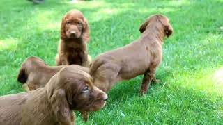 Irish Setter Puppies For Sale