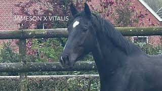 For Sale black Dressage Horse (Jameson x Vitalis, 2021)