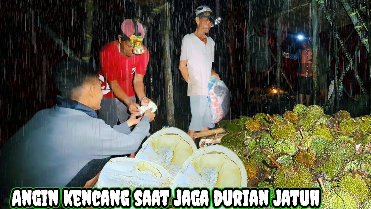 HUJAN DERAS MEMBAWA BERKAH DURIAN BERJATUHAN DI TERJANG ANGIN KENCANG||JALAN KEHIDUPAN Eps.179