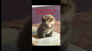 cute kitten 😸 #cat #kitten #cat #shortsvideo #cutekitty #funny #kitten