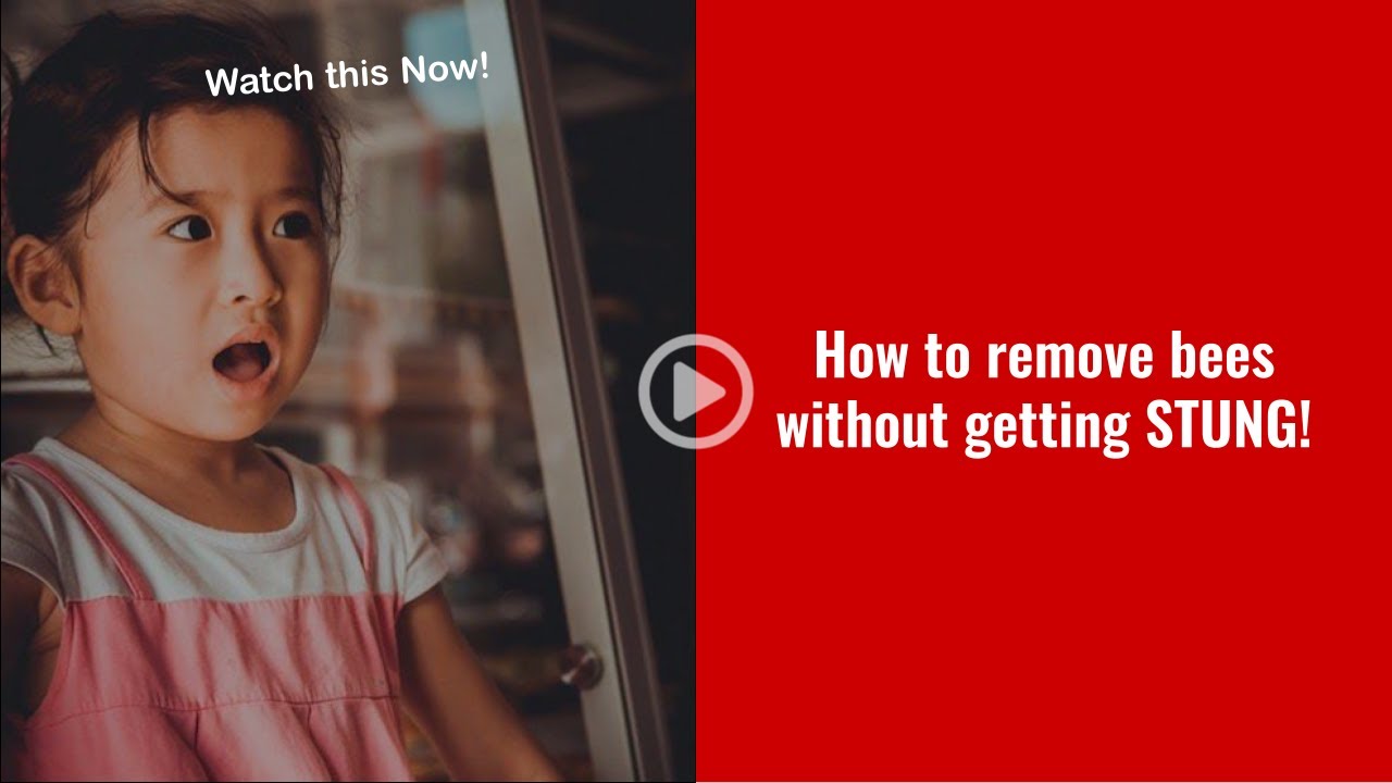 Bee Removal Service in San Antonio Texas - 210-880-0015