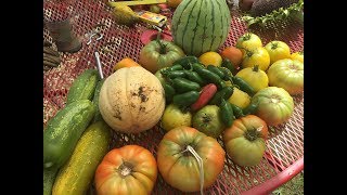 Vegetable Gardening In North Texas What You Can Grow