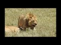 Так львы планируют охоту .Танзания
