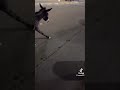 حمول سكران حمار سكران وقاعد يدور ع نفسه