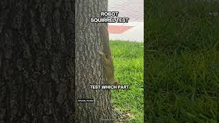 Why Do Squirrels Flick Their Tails? 🐿️