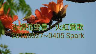 木棉花空景，火紅鶯歌-3月開花(20180327~0405)