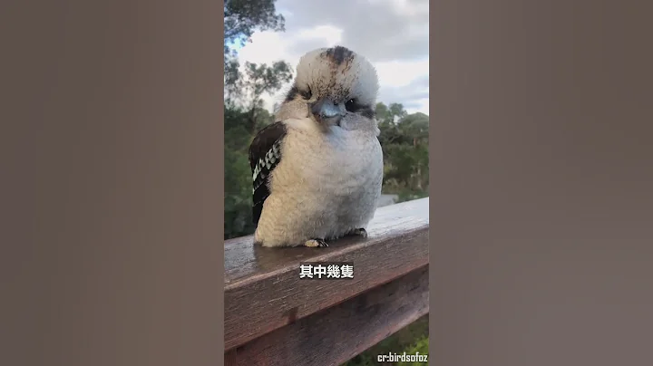 鳥兒們時常來陽台玩耍,沒想到有一天竟成群結伴一起來玩!#動物#寵物#鳥#shorts - 天天要聞