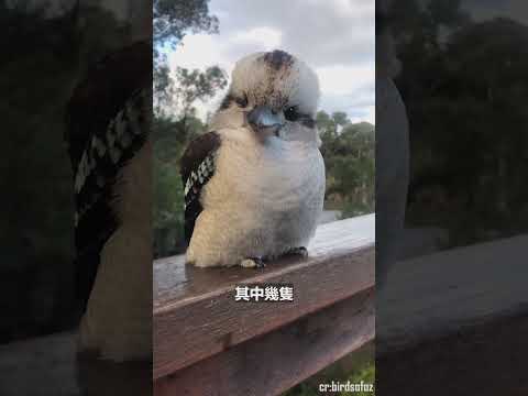 鳥兒們時常來陽台玩耍,沒想到有一天竟成群結伴一起來玩!#動物#寵物#鳥#shorts