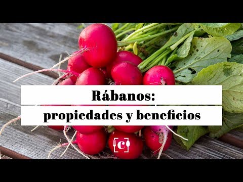 Vídeo: Rábano: Propiedades, Contenido Calórico, Beneficios, Valor Nutricional, Vitaminas