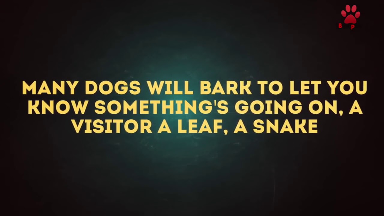 Best dog vs intruder compilation YouTube