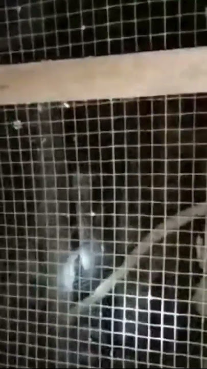 Penampakan kuntilanak di kandang ayam #shorts #hantu