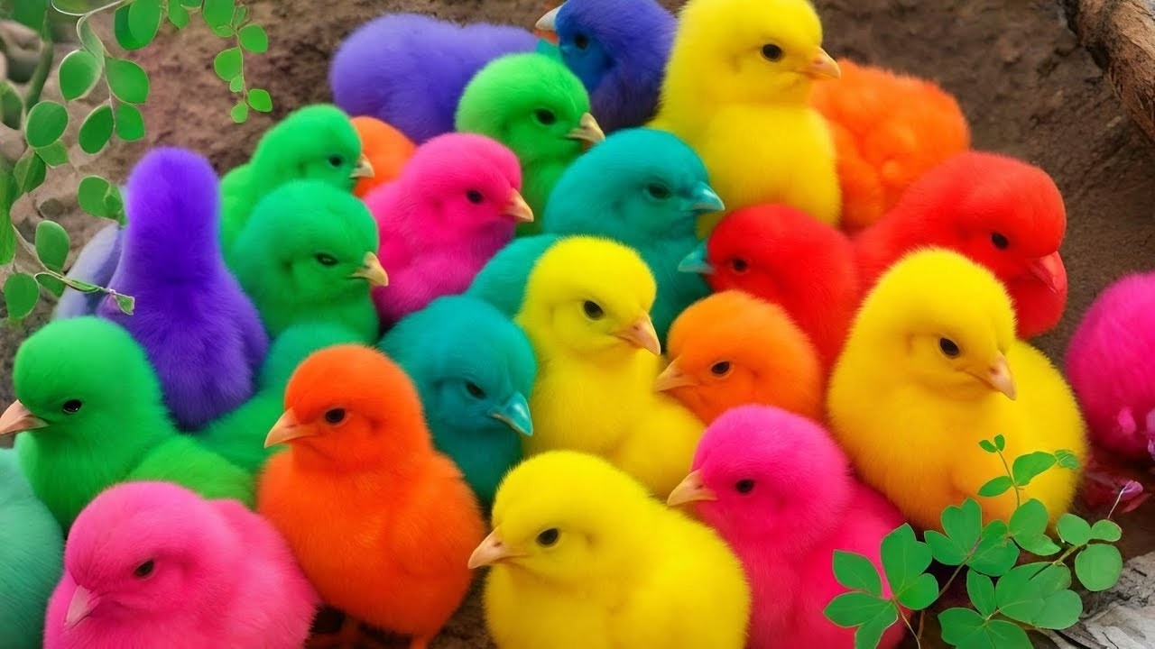 Tangkap Ayam Lucu, ayam warna warni, ayam rainbow, kelinci lucu, bebek lucu, ikan koi, Hewan Lucu