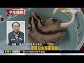 1萬5千元柯爾鴨「免費」！桃市府開放認養@newsebc