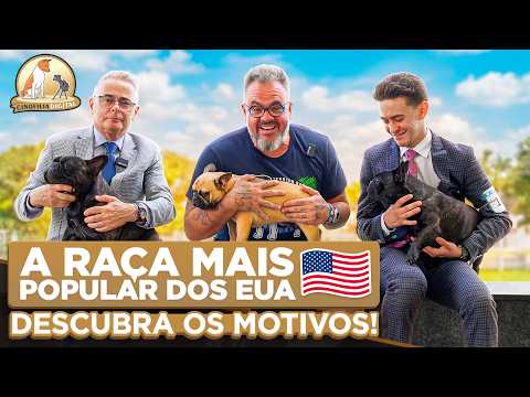 The Most Popular Breed in the USA: Discover the Secrets of the French Bulldog | Digital Dog Breeding