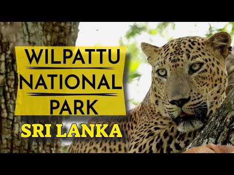 Wilpattu National Park | Sri Lanka Tourism Video