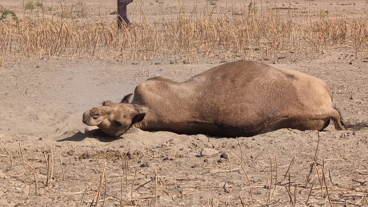  A camel is resting in a field with its feet in the mud – its way of taking a bath.