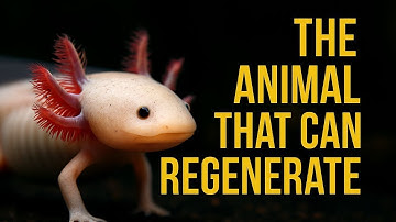 The Animal That Can Regrow Its Heart, Brain & Limbs — The Axolotl Explained”