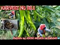 PART 2: FISH TRAP SA ILOG(SARI-SARING ISDA) + ADOBONG KANDULI SA GATA + HARVEST NG SILI | Oct 2 2020