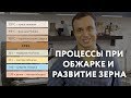 Процессы при обжарке и развитие зерна