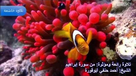 تلاوة خاشعة ||| من سورة ابراهيم|| الشيخ:  أحمد حنفي أبوقورة || تلاوة راااائعة جداااا