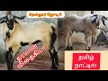 2 பல் ஆந்திரா கிடா தமிழ்நாட்டில்.#goat #ஆந்திரா #விதைகிடா #மாப்பிள்ளைகிடா#sheep #ஆடு #nellorejodipi