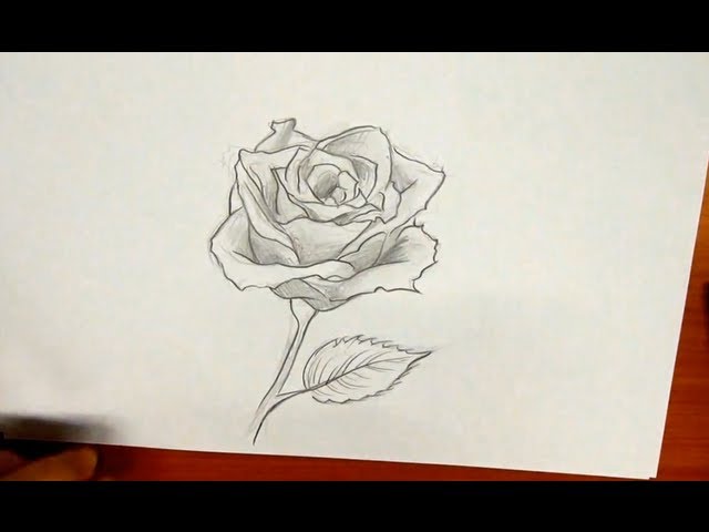 como desenhar uma rosa