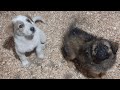 Спасённые щенки знакомятся с нашими собаками