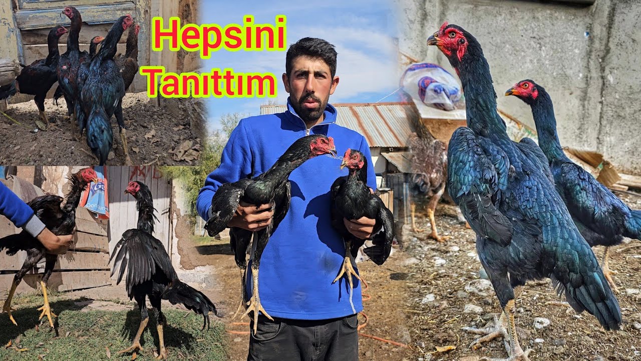 HİNT HORUZU SEVENLERE ÖZEL VİDEO ~YAYLADAN GELEN HOROZLAR SÜPER OLMUŞ ~DEV GİBİ BİR TAVUK ALDIM