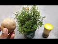 Natural fertilizer for all plants | Potato peel fertilizer | Best organic fertilizer for plants