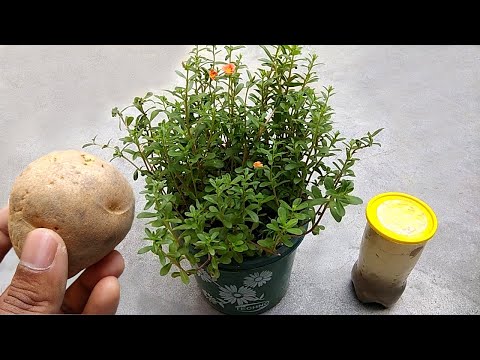 Video: Kartoffelskrællinger Er Den Perfekte Gødning