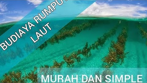 BUDIDAYA RUMPUT LAUT SISTEM LONG LINE