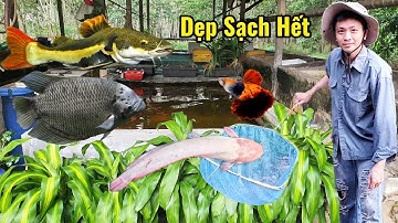 Dọn Sạch Hết Hồ Cá Săn Mồi và Lựa Cá Bảy Màu Giống|Mến Phạm.