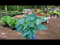 Look at this Massive Hosta! - Mid May Nursery Tour | Gardening with Creekside