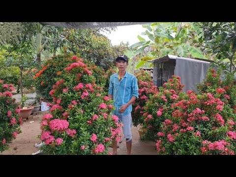 Video Bông Trang Đỏ, Tím Sen chào bán 04/10 Sang Thới Lai - youtube