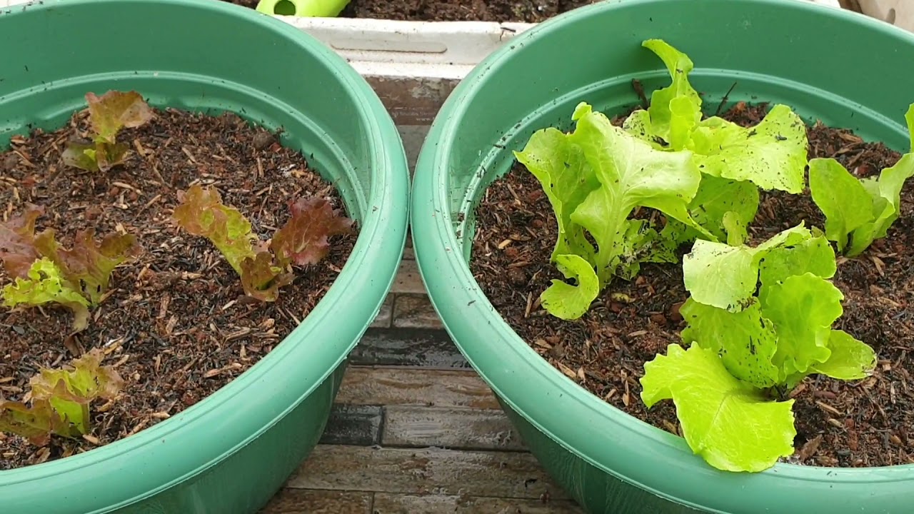 Pindah Tanam Selada Hijau, Merah ||Bayam Jepang, Kale || Semai Zucchini