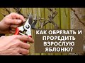 Как обрезать и проредить взрослую яблоню?