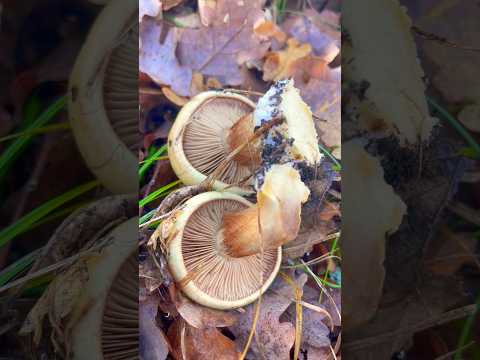 Паутинник золотистый 🥇 триумфальный Cortinarius triumphans. Грибы Крыма 2023.