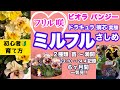 【フリル咲ビオラ・パンジー】【ミルフル・ドラキュラ】満開までを一気観！ ミルフル占い・摘芯・さしめ・ポット上げ