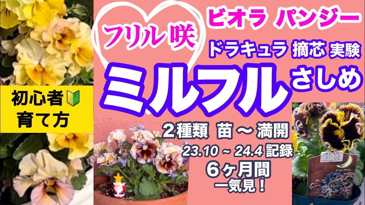 フリル咲ビオラ・パンジー】【ミルフル・ドラキュラ】満開までを一気観
